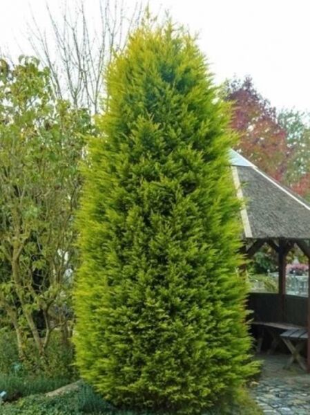 Cupressocyparis leylandii 'Castlewellan Gold' / Gelbe Riesenzypresse