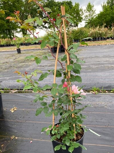 Kletterrose Rosa 'Albertine' im C5-Topf, aufgebunden an Bambusstäben, grünes Laub und rosa Blütenknospen.