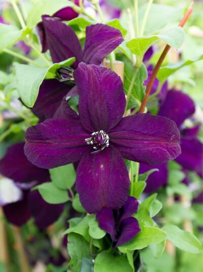 Waldrebe 'Dark Eyes' - Clematis viticella 'Dark Eyes'