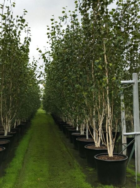 Weißrindige Himalaja-Birke 'Doorenbos' (Betula utilis 'Doorenbos') im Container C130, ca. 400–450 cm, mehrstämmig mit weißen Stämmen