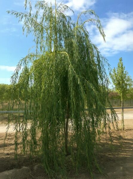 Salix sepulcralis 'Chrysocoma' (Hänge-Weide, Trauer-Weide) Hochstamm mit lang herabhängenden, schmalen grünen Blättern