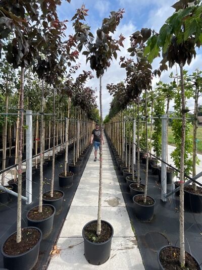 Prunus serrulata 'Royal Burgundy' / Rotblättrige Nelken-Kirsche 'Royal Burgundy' Hochstamm im Topf mit rotbraunem Laub
