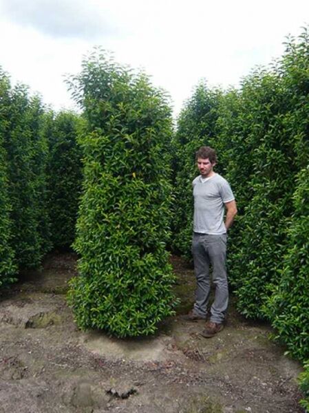 Portugiesischer Kirschlorbeer / Portugiesischer Kirschlorbeer