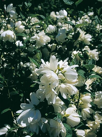 Garten-Jasmin 'Snowbelle' / Garten-Jasmin 'Snowbelle'