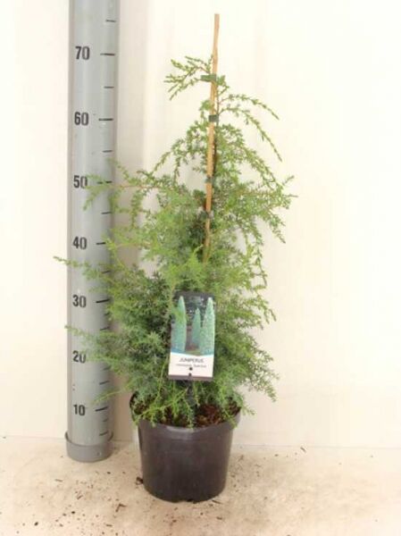 Schwedischer Säulen-Wacholder (Juniperus communis 'Suecica') 50–60 cm C3 im Topf, aufgebunden mit Stab und Etikett.