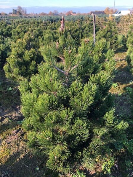 Bosnische Kiefer / Schlangenhaut-Kiefer 'Dolce Dorme' / Pinus leucodermis 'Dolce Dorme'