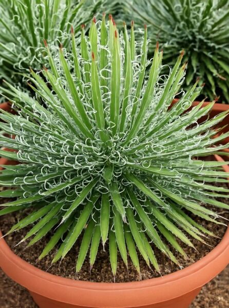 Agave leopoldii (Agave leopoldii) im Topf, Rosette mit schmalen grünen Blättern und weißen, gekräuselten Fäden am Rand.