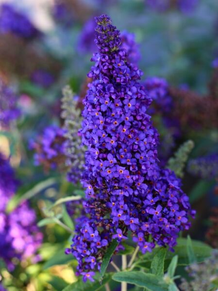 Zwerg-Sommerflieder / Schmetterlingsstrauch 'BUZZ ® Midnight' / Zwerg-Sommerflieder / Schmetterlingsstrauch 'BUZZ ® Midnight'