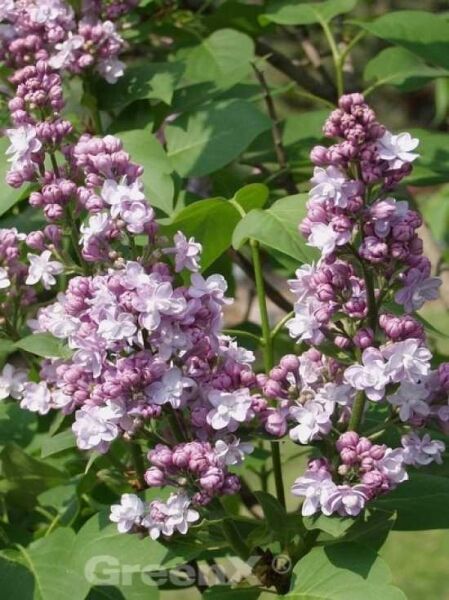 Edelflieder 'Victor Lemoine' / Gartenflieder 'Victor Lemoine' / Syringa vulgaris 'Victor Lemoine'
