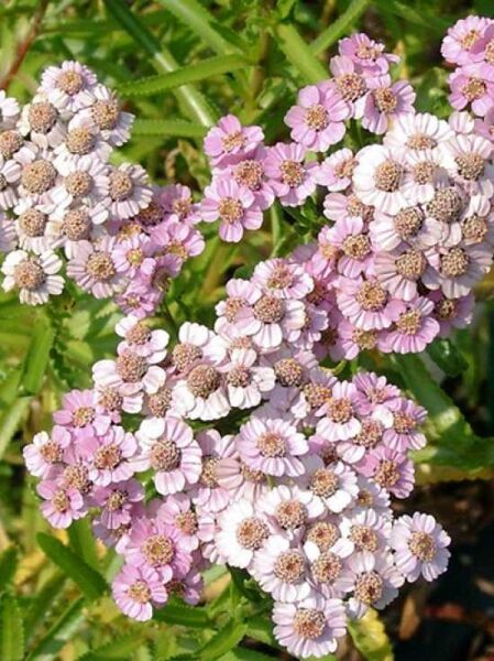 Sibirische Silbergarbe 'Love Parade' / Achillea sibirica var. camtschatica 'Love Parade'