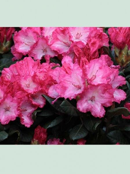Rhododendron yakushimanum 'Kokette' / Rhododendron 'Kokette'