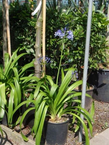 Blaue Schmucklilie / Blaue Liebesblume / Blaue Schmucklilie / Blaue Liebesblume