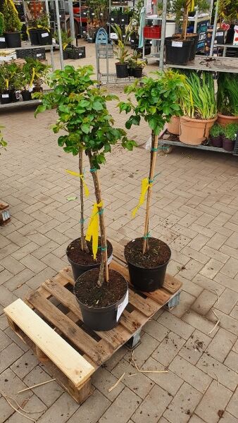 Stammrose Rosa „Arthur Bell®“ 90 cm Stamm C7, drei Hochstämme im Topf auf Palette, grünes Laub und angebundene Stämme.