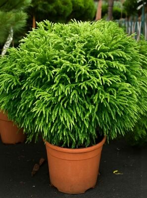 Zwerg-Hahnenkamm-Sicheltanne 'Globosa Nana' - Cryptomeria japonica 'Globosa  Nana'