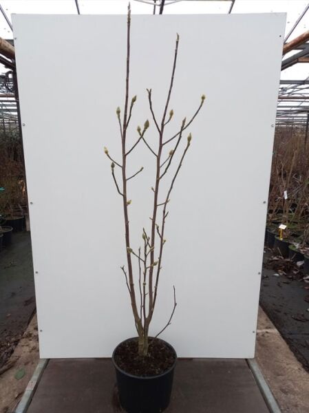 Magnolia 'Black Tulip'® / Magnolie 'Black Tulip' 150-175 cm C20, mehrtriebiger Strauch im Container mit Knospen