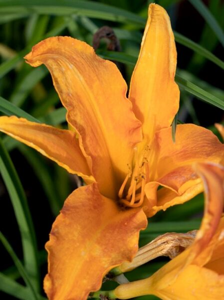 Taglilie 'Primal Scream' / Hemerocallis cultorum 'Primal Scream'
