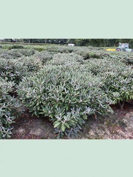 Rhododendron yakushimanum 'Silver Lady' / Rhododendron 'Silver Lady' 100-120 cm Breite, buschiger Strauch mit silbrigem Austrieb