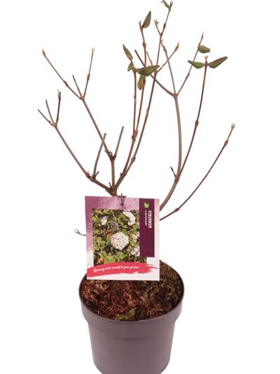 Oster-Schneeball / Duft-Schneeball / Viburnum burkwoodii