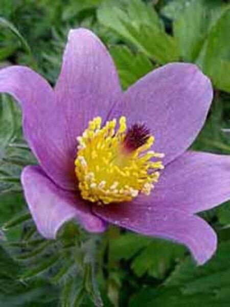 Kuhschelle  / Pulsatilla vulgaris
