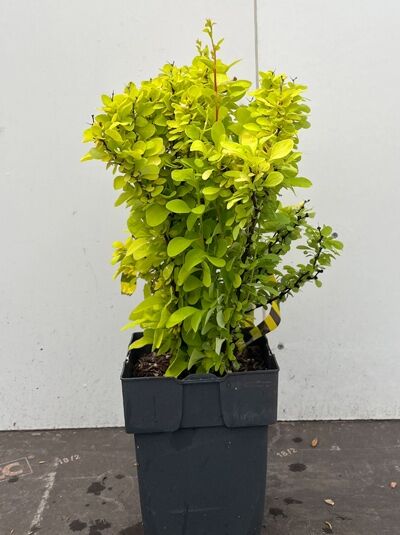 Gold-Berberitze 'Maria' - Berberis thunbergii 'Maria'