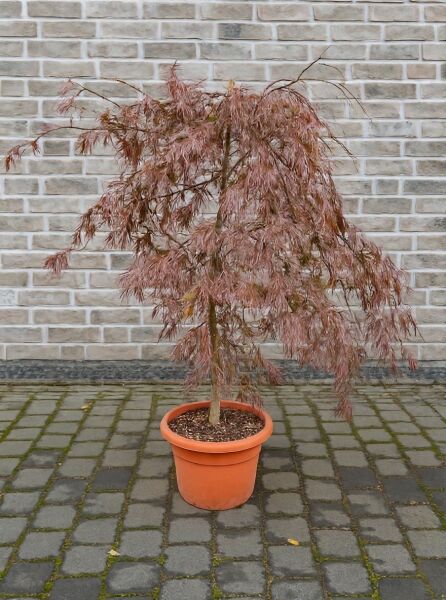 Dunkelroter Schlitz-Ahorn Acer palmatum 'Dissectum Garnet' im Topf, ca. 80 cm Stamm, C20, mit feinem dunkelrotem Laub.