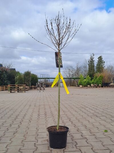 Salix integra 'Hakuro-nishiki' Harlekinweide, 90 cm Stamm, im Pflanzcontainer C3 mit kahlen Zweigen und Etikett