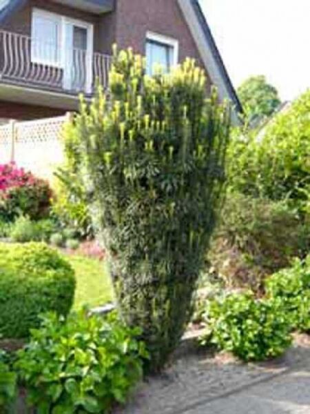 Säulenkopf-Eibe / Cephalotaxus harringtonia 'Fastigiata'