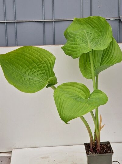 Großblättrige Garten-Funkie (Hosta cultorum) 'Sum and Substance' P9 mit großen, hellgrünen, gerippten Blättern im Topf