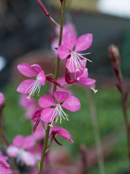 Prachtkerze 'Crimson Butterflies'® / Gaura lindheimeri 'Crimson Butterflies'®