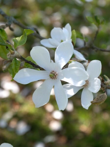 Magnolia ’Pegasus‘ / Magnolie ’Pegasus‘ mit weißen, sternförmigen Blüten an Zweigen mit grünen Blättern