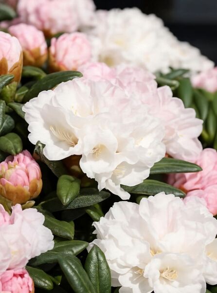 Rhododendron yakushimanum 'Koichiro Wada Select' FCC auf Stamm (Rhododendron) mit weißen bis zartrosa Blüten und dunkelgrünem Laub