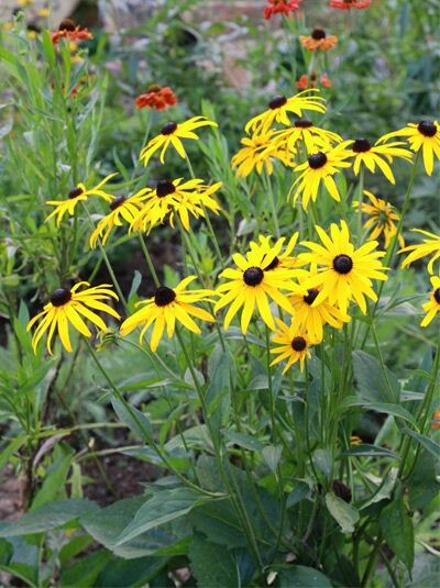 Prächtiger Sonnenhut 'City Garden' / Prächtiger Sonnenhut 'City Garden'