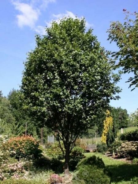 Alnus glutinosa 'Pyramidalis' / Schwarz-Erle 'Pyramidalis'