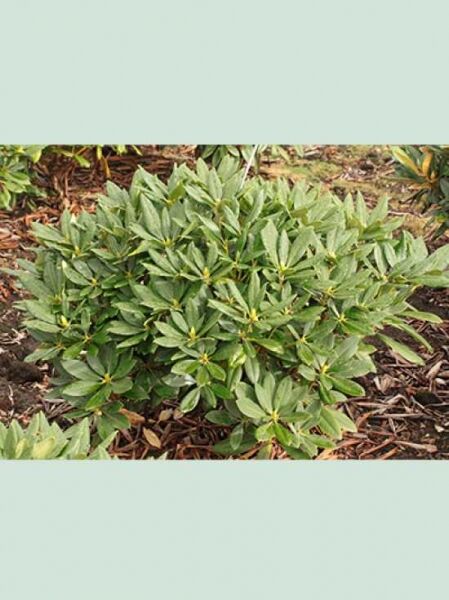 Rhododendron yakushimanum 'Marrakesch' (Rhododendron 'Marrakesch'), 80–90 cm Breite, Solitärstrauch mit dichtem, grünem Laub.