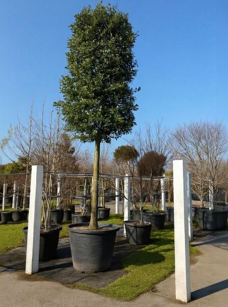Quercus ilex (Stein-Eiche) Hochstamm im Container, Stammumfang 35–40 cm, mit dichter, immergrüner Krone.