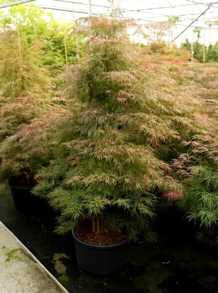 Fächer-Ahorn Acer palmatum 'Hana Matoi' 80-100 cm C35 im Topf, feingelapptes grünes Laub mit rötlichen Triebspitzen.