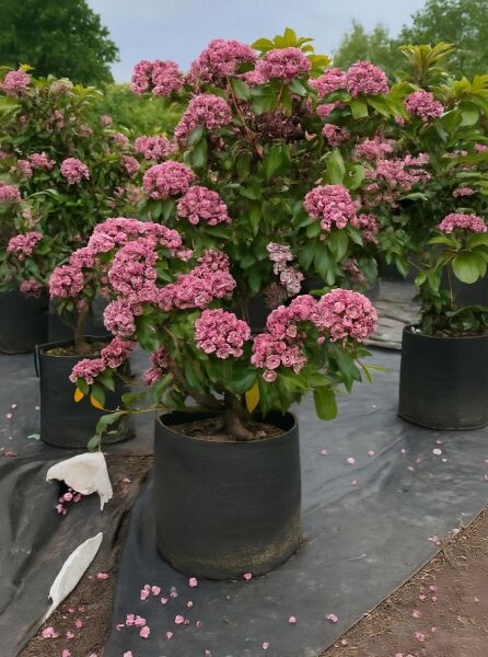 Kalmia latifolia 'Bandeau' (Lorbeerrose/Berglorbeer) Solitär, 60–70 cm, im Topf mit rosa Blüten und grünem Laub