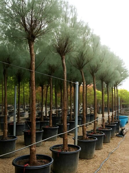 Frühlings-Tamariske (Tamarix parviflora) Hochstamm 20-25 StU im Container, Baum mit schlankem Stamm und feiner Krone