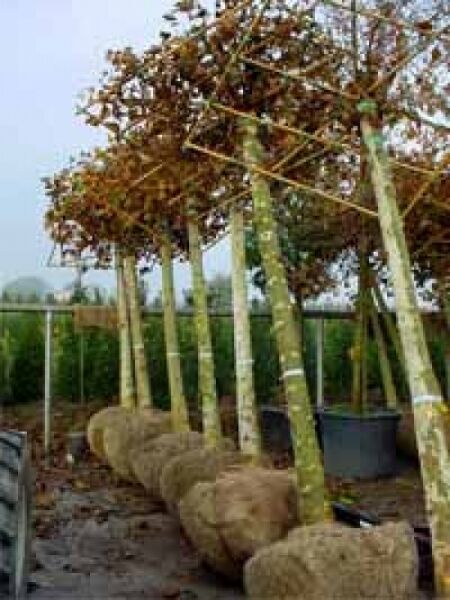 Platanus acerifolia Dachform – Dach-Platane mit geradem Stamm, Dachspalier-Krone und Ballenware in Reihe im Baumschulquartier