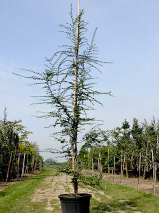 Antarktische Scheinbuche - Nothofagus antarctica - Baumschule NewGarden