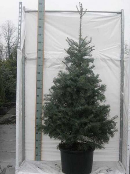 Abies concolor / Kolorado-Tanne