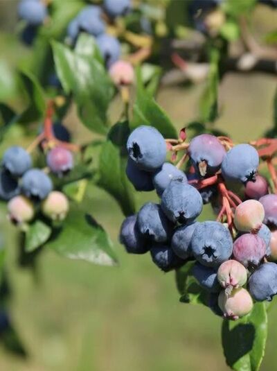 Heidelbeere 'Berkeley' / Vaccinium corymbosum 'Berkeley'