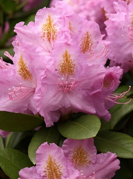 Rhododendron Hybride 'Everestianum' (Rhododendron 'Everestianum') mit rosa Blüten, gelb-brauner Zeichnung und grünen Blättern.