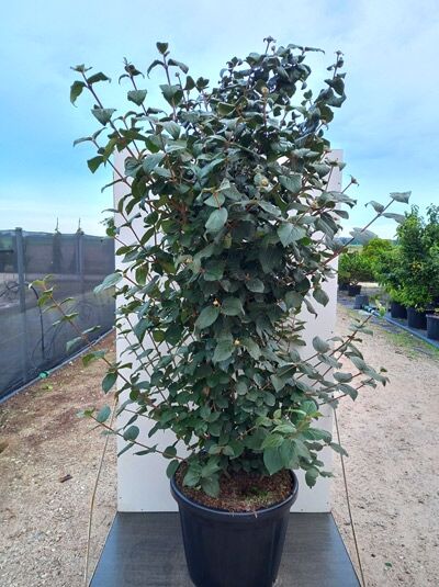 Viburnum carlcephalum / Großblumiger Duft-Schneeball, 200-250 cm C80, mehrtriebiger Strauch im Container mit grünem Laub