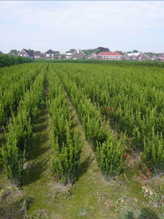 Becher-Eibe 'Hicksii' - Taxus media 'Hicksii' - Baumschule NewGarden