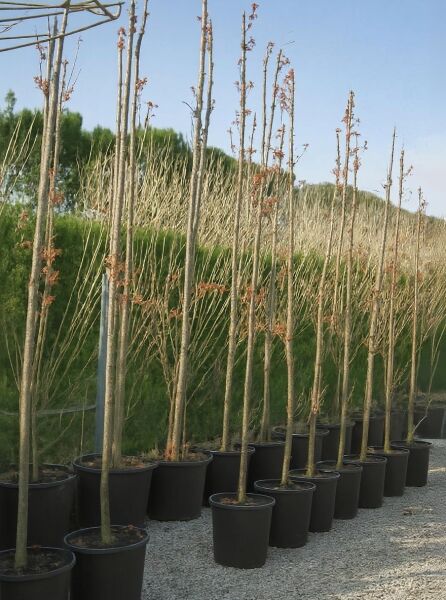 Koelreuteria paniculata 'Fastigiata', Säulen-Blasenesche/Säulen-Blasenbaum, Hochstamm im Container, 300–350 cm mit Db.
