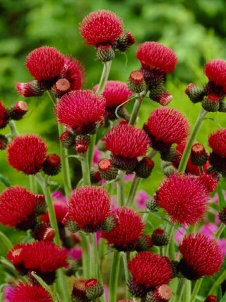 Purpur-Kratzdistel / Cirsium rivulare 'Atropurpureum'
