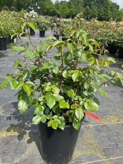Rosa 'La Sevillana ®' – Beetrose 'La Sevillana' A-Qualität C 7 im Topf, grünes Laub und Triebe ohne Blüten