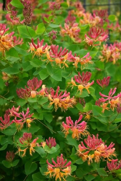 Wald-Geißblatt 'Belgica' / Wald-Geißblatt 'Belgica'