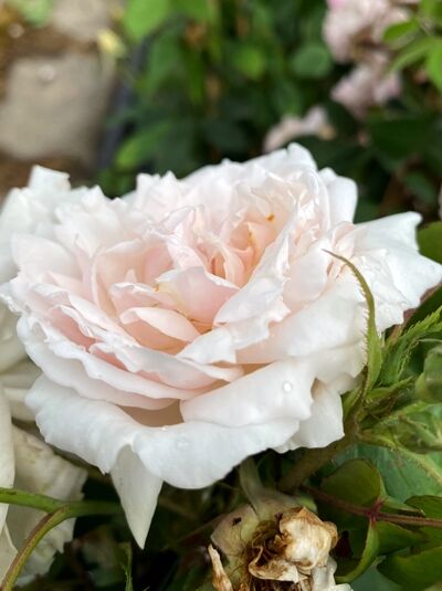 Kletterrose Rosa 'Mme Alfred Carriere' mit gefüllter, zartrosa Blüte und grünen Blättern in Nahaufnahme